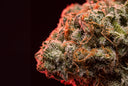 Extreme macro of a frosty cannabis bud covered in trichomes, lit with a red rim light against a black background.
